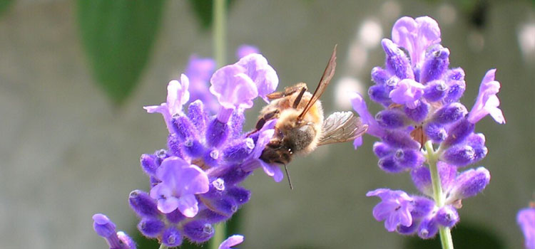 Honeybee - Image 3