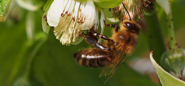 Honeybee - Image 5