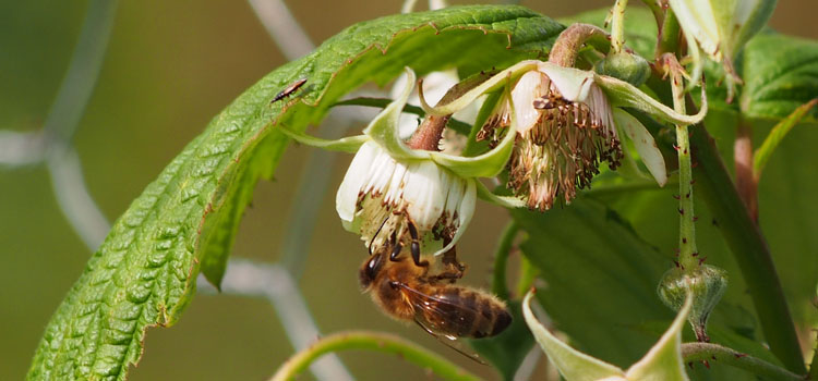 Honeybee - Image 6