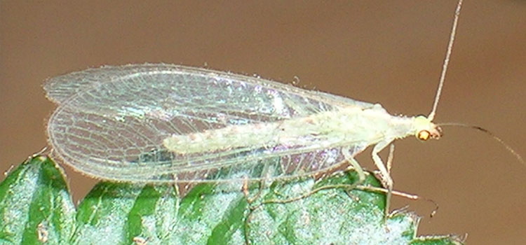 Lacewing - Image 2