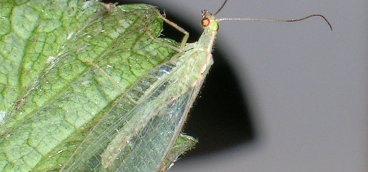 Lacewing - Image 3