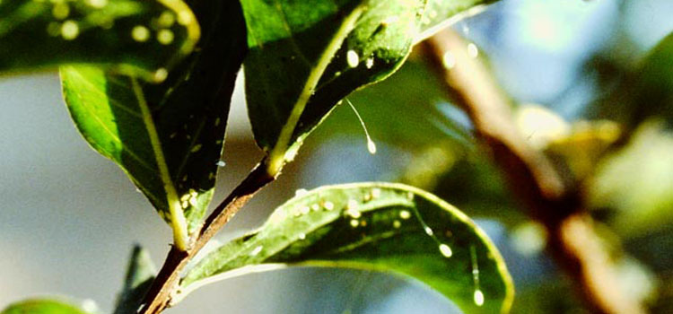 Lacewing - Image 4