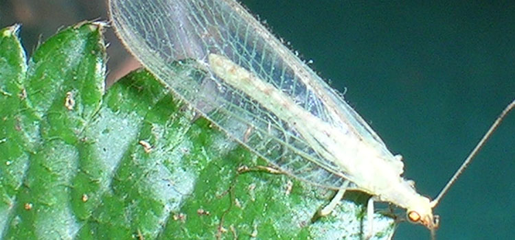 Lacewing - Image 1