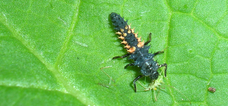 Ladybird - Image 5