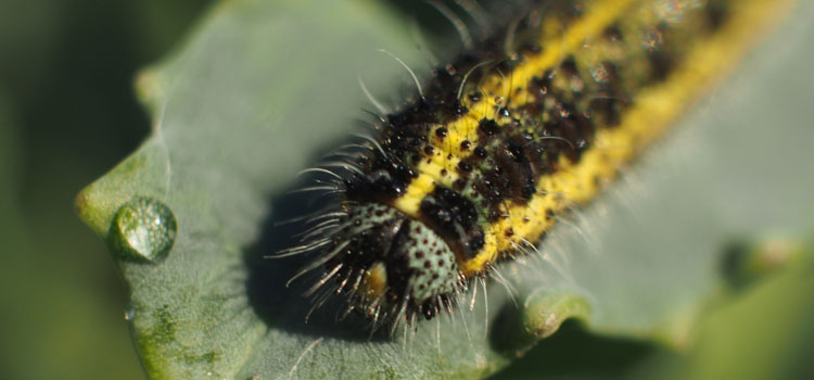 Cabbage White Butterfly - Image 8