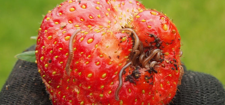 Millipede - Image 4
