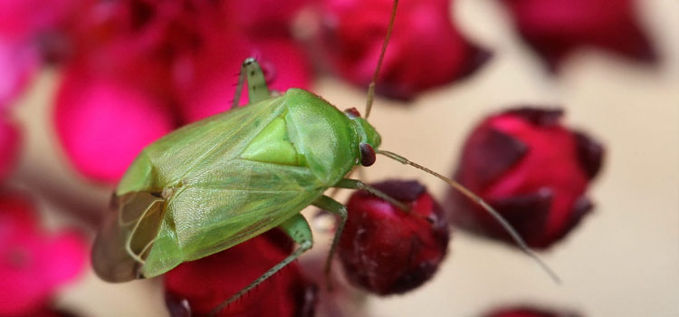 Mirid Bug - Image 1