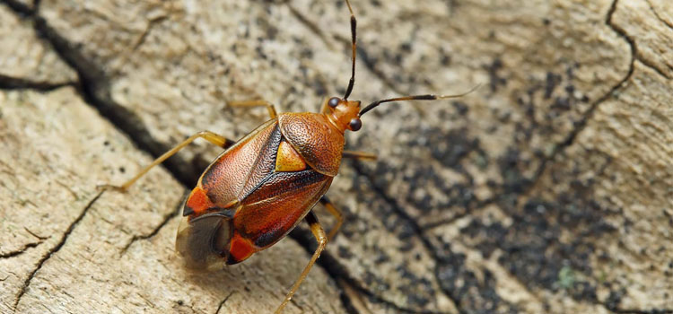 Mirid Bug - Image 2