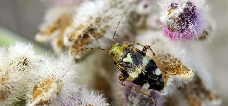 Mirid Bug - Image 3