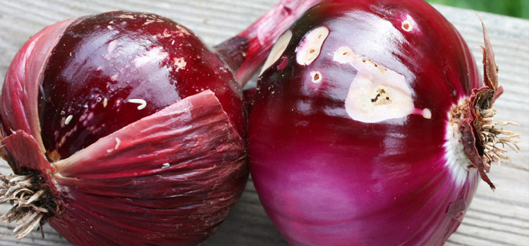 Onion Root Fly - Image 1