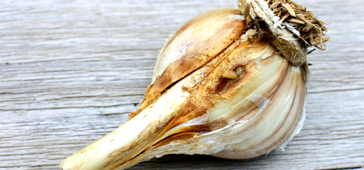 Onion Root Fly - Image 2