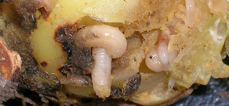 Onion Root Fly - Image 3