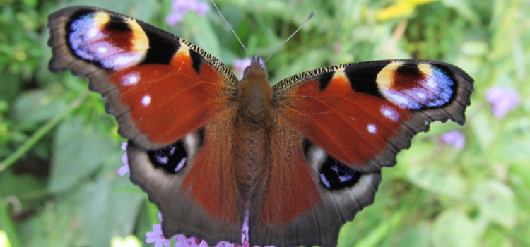 Butterfly - Image 2