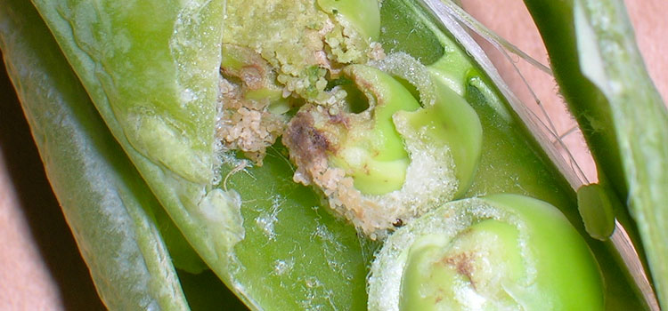 Pea Moth - Image 1