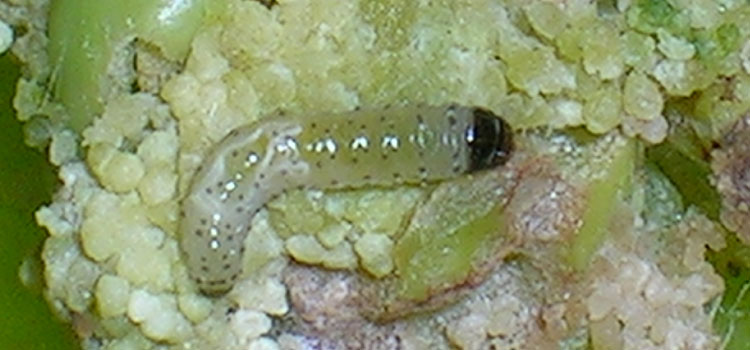 Pea Moth - Image 3