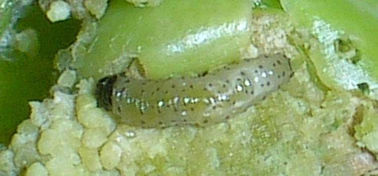 Pea Moth - Image 4