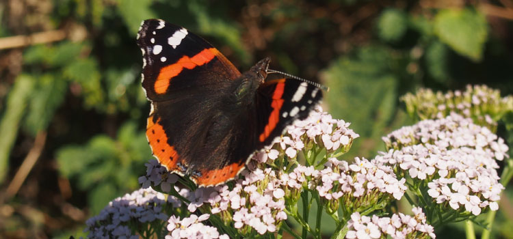 Butterfly - Image 3