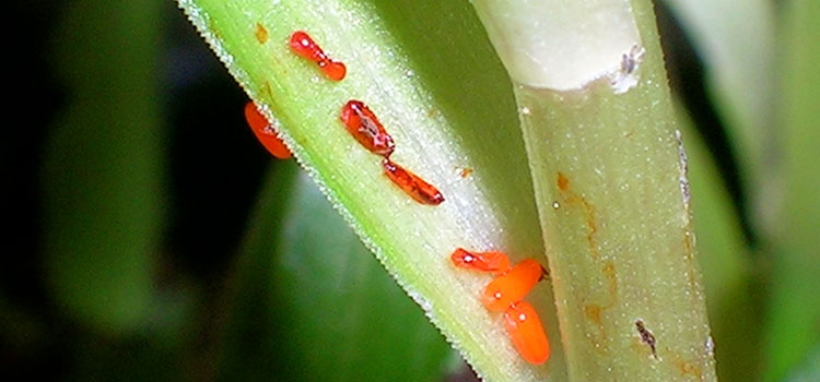 Red Lily Beetle - Image 6