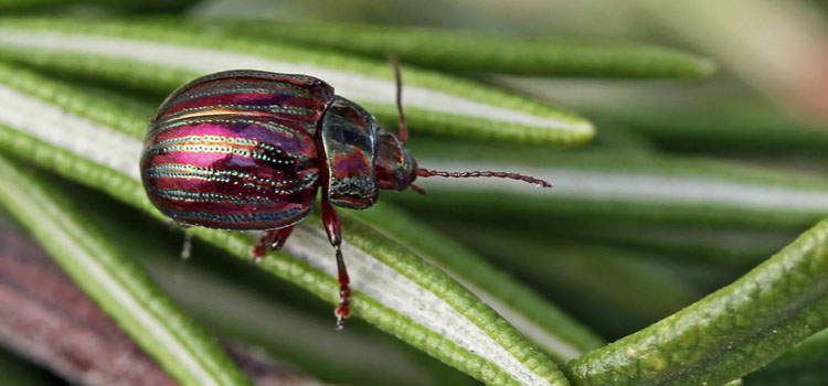 Rosemary Leaf Beetle - Image 3