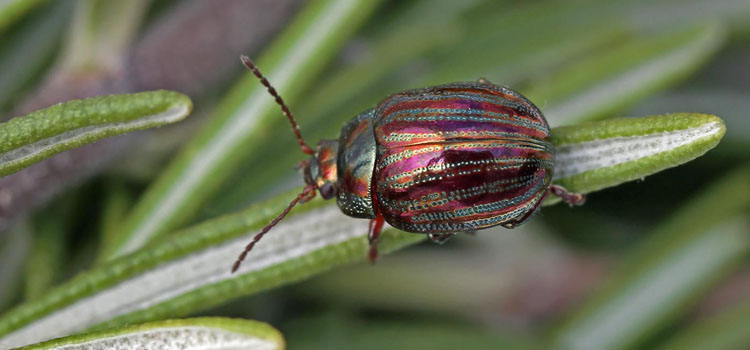 Rosemary Leaf Beetle - Image 6