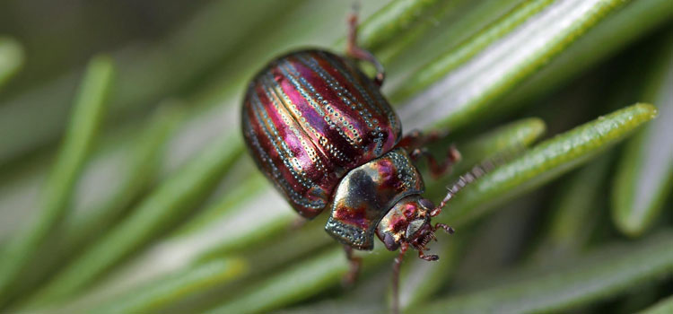 Rosemary Leaf Beetle - Image 1