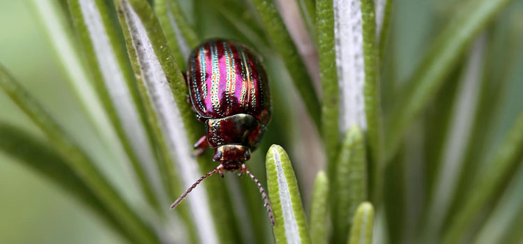 Rosemary Leaf Beetle - Image 4