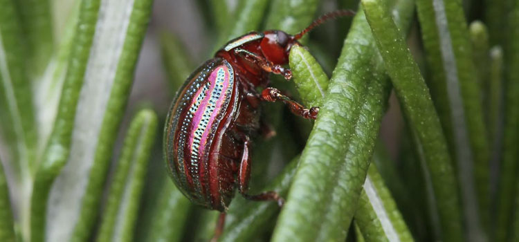 Rosemary Leaf Beetle - Image 5