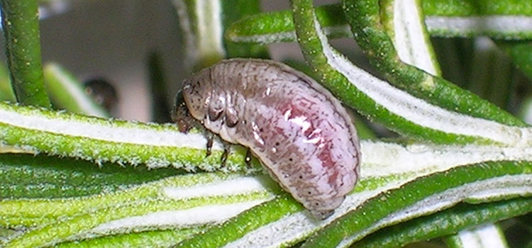 Rosemary Leaf Beetle - Image 2