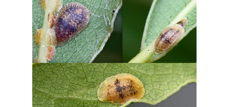 Scale Insect - Image 3