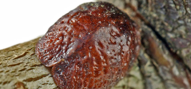 Scale Insect - Image 2