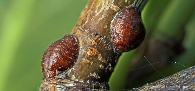 Scale Insect - Image 1