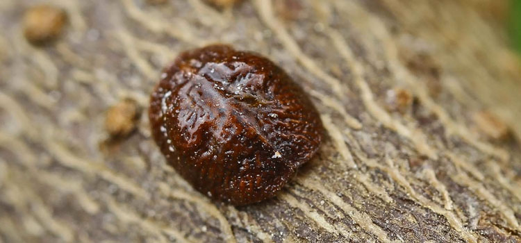 Scale Insect - Image 5