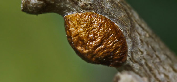 Scale Insect - Image 4