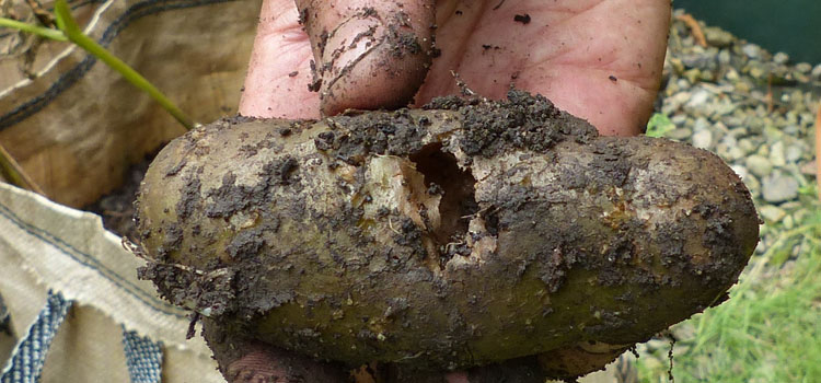 Slug - Image 8