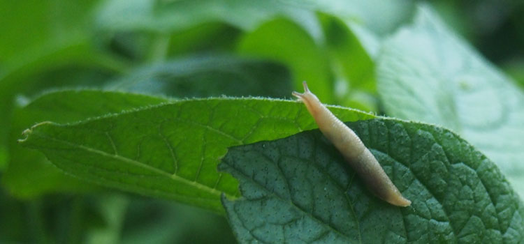 Slug - Image 9