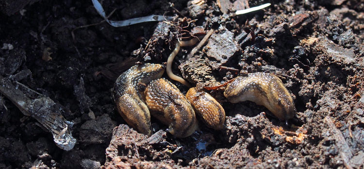 Slug - Image 2