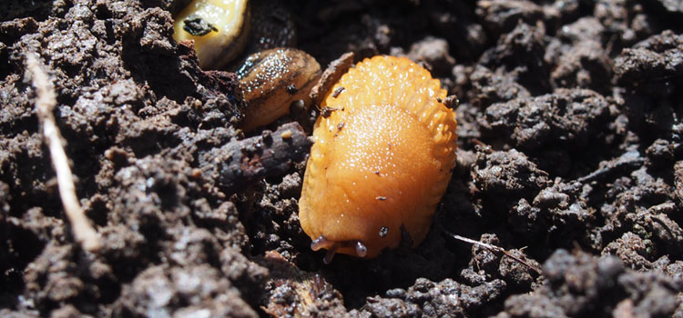 Slug - Image 1
