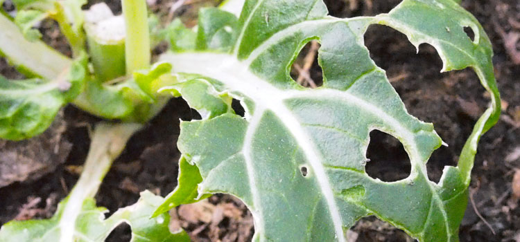 Slug - Image 5