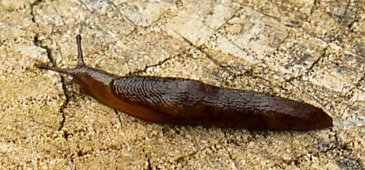 Slug - Image 6