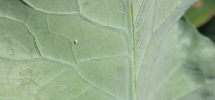 Cabbage White Butterfly - Image 9