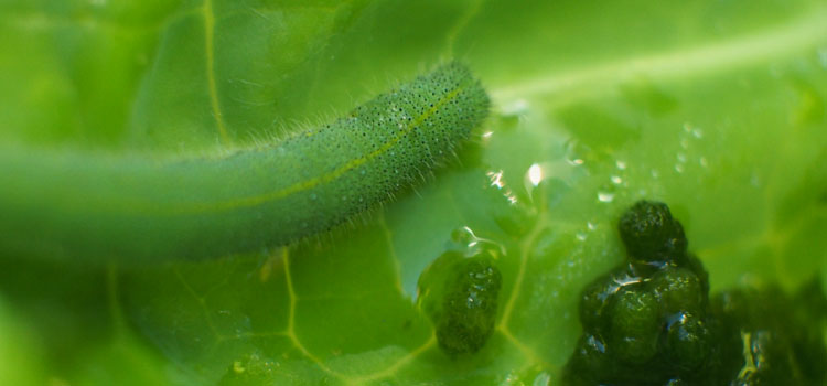 Cabbage White Butterfly - Image 10