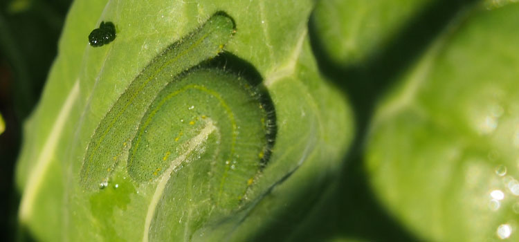 Cabbage White Butterfly - Image 12