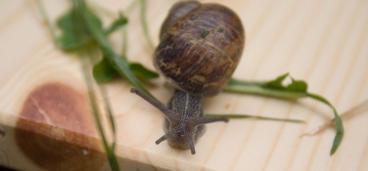 Snail - Image 5