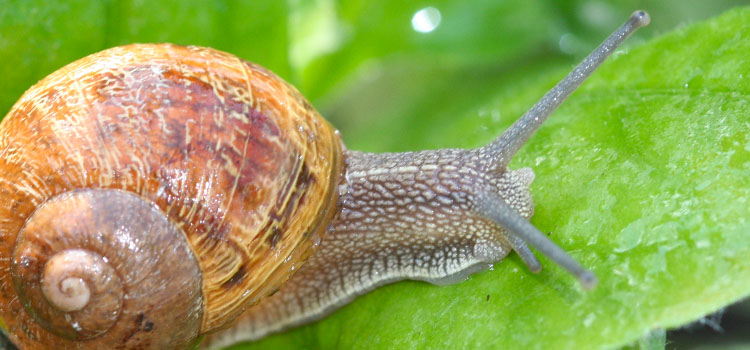 Snail - Image 2