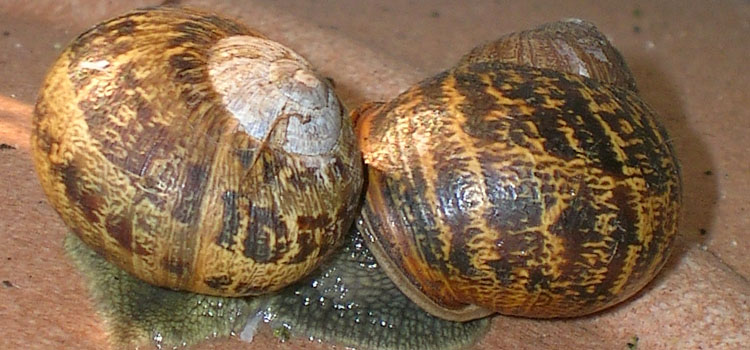 Snail - Image 3