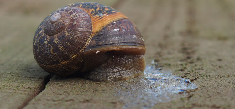 Snail - Image 1