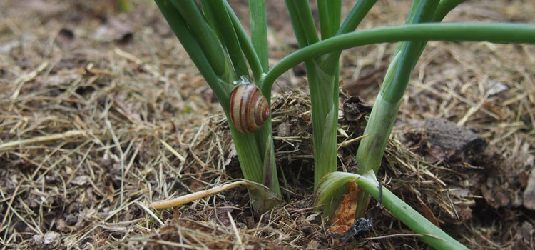 Snail - Image 7