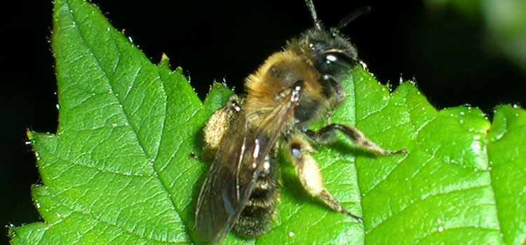 Solitary Bee - Image 1