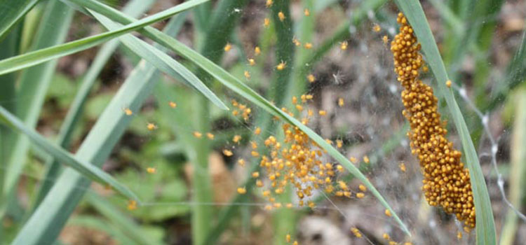 Spider - Image 2