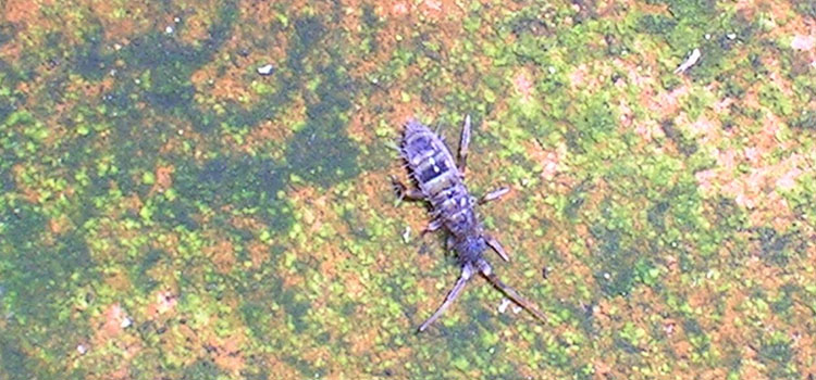 Springtail - Image 1